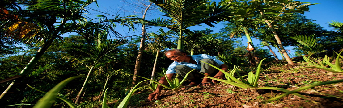 Agriculture and Allied