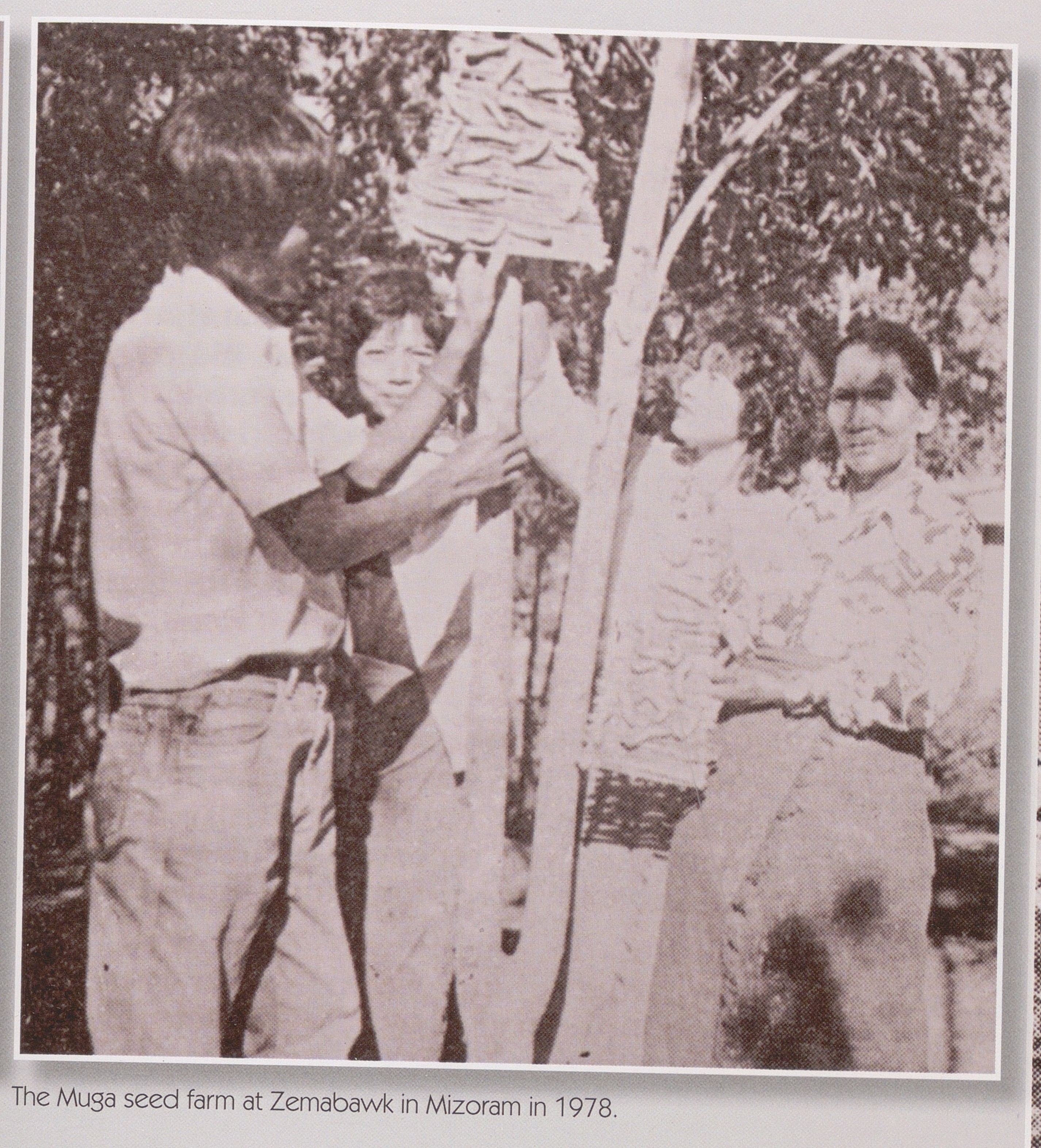 The Muga seed farm at Zemabawk in Mizoram in 1978