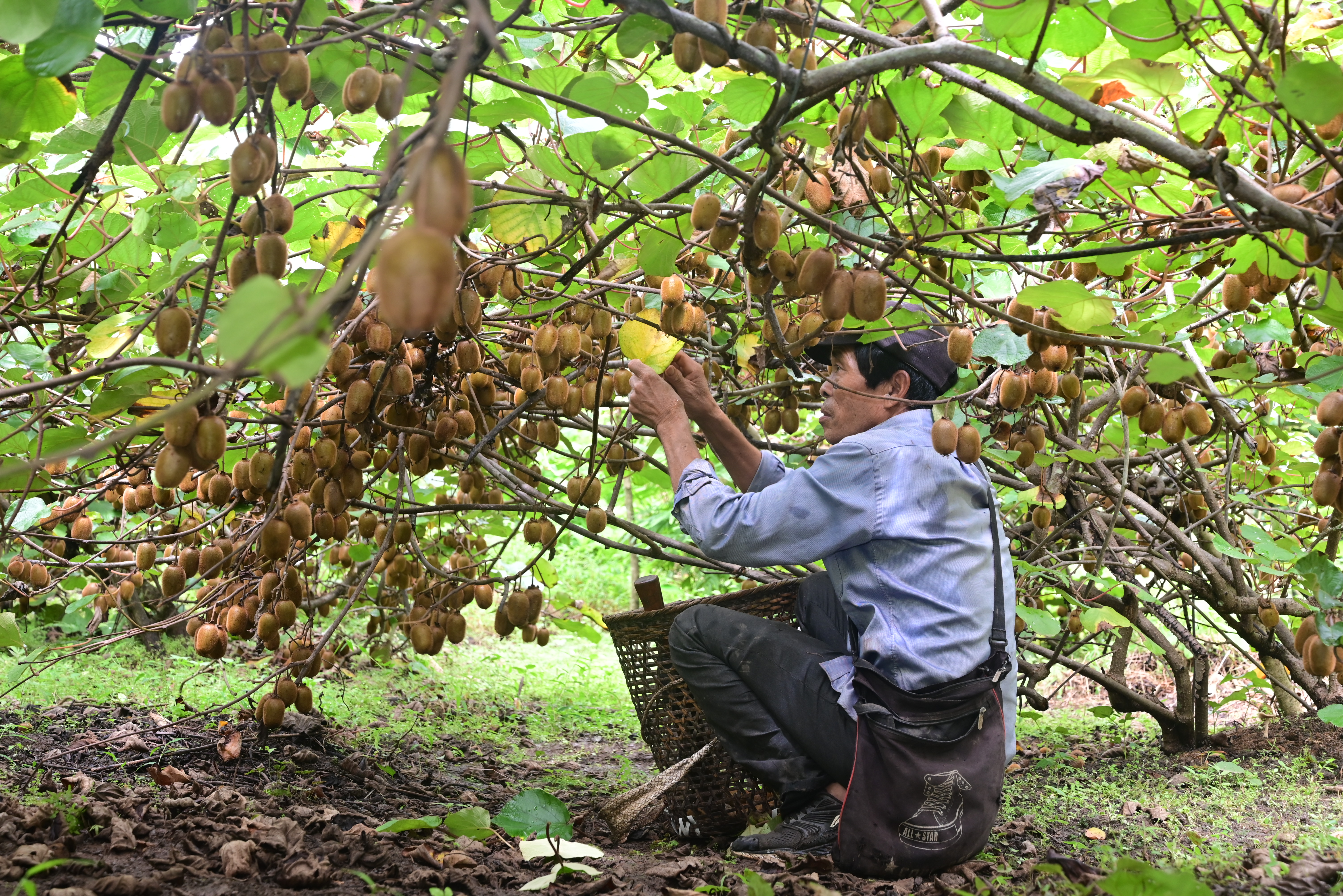 Establishment of Kiwi Orchard in the North Eastern Region of
