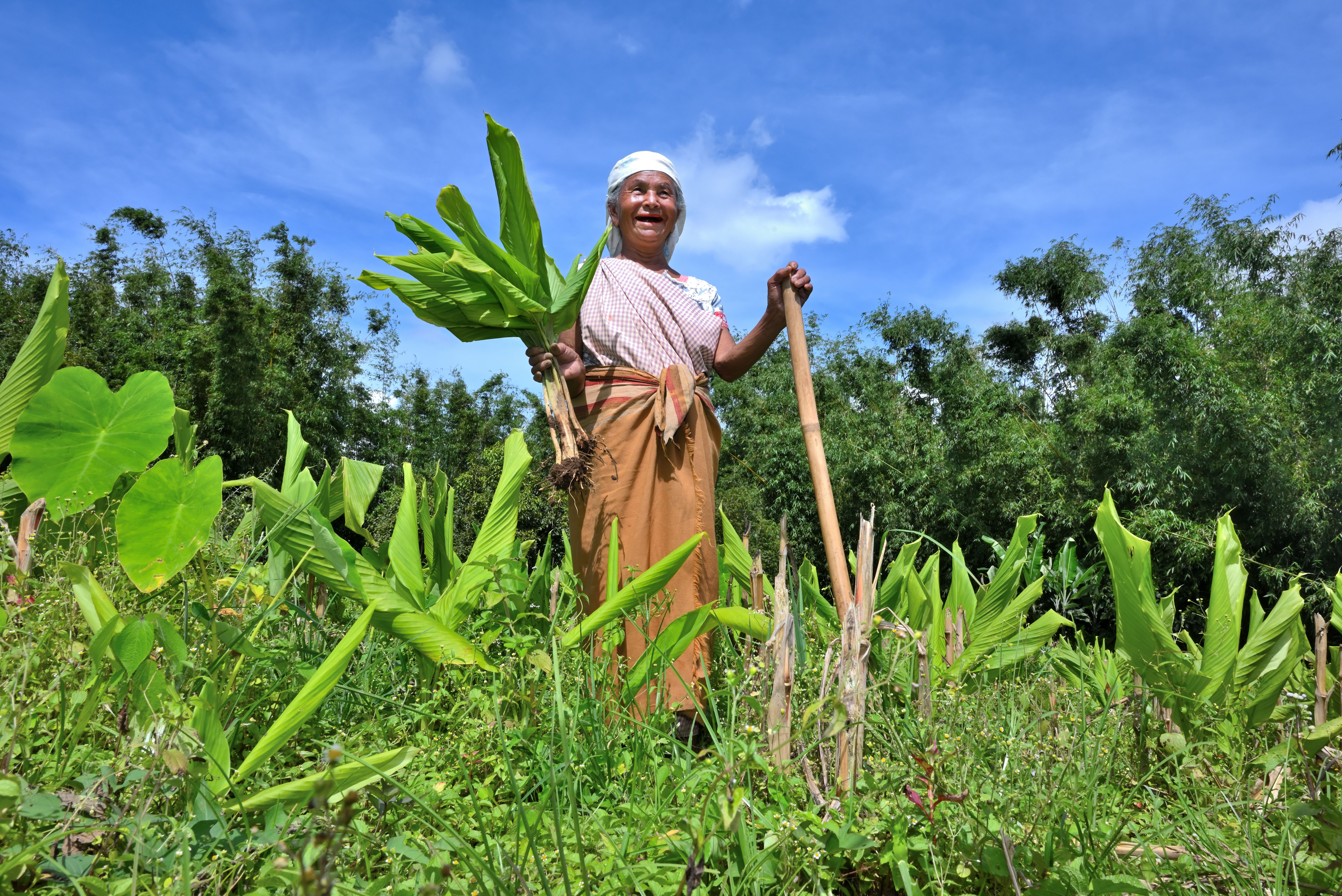 Upscaling the cultivation, post-harvest management processin