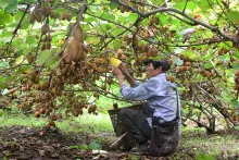 Establishment of Kiwi Orchard in the North Eastern Region of